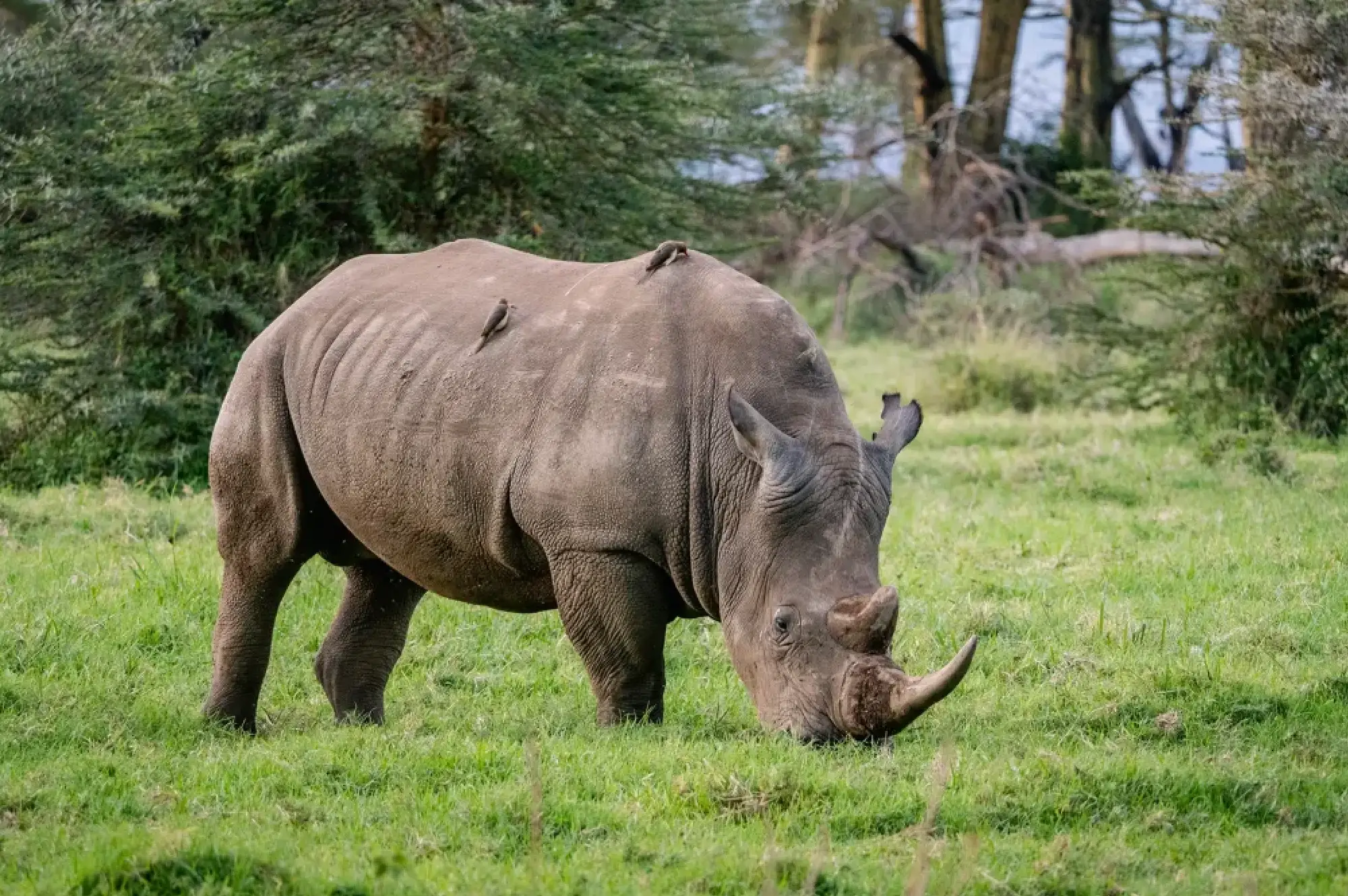 Lake Nakuru National Park Attractions