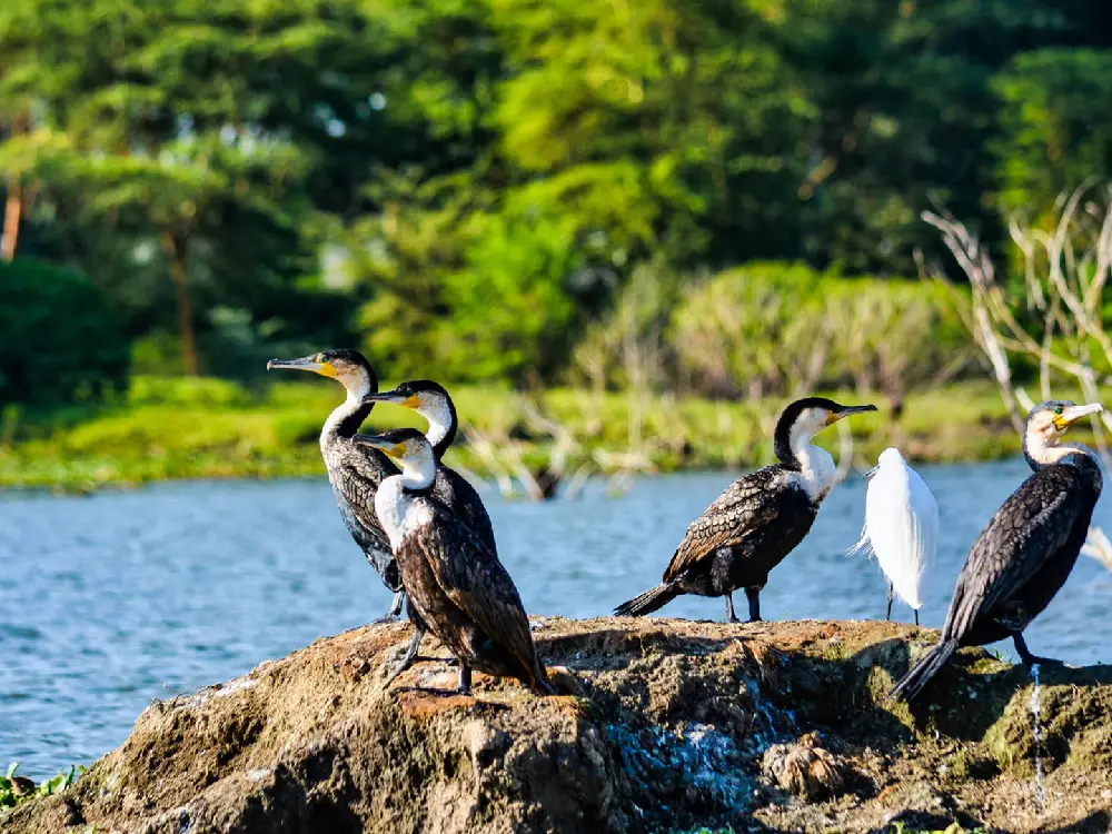 Lake Nakuru National Park Attractions