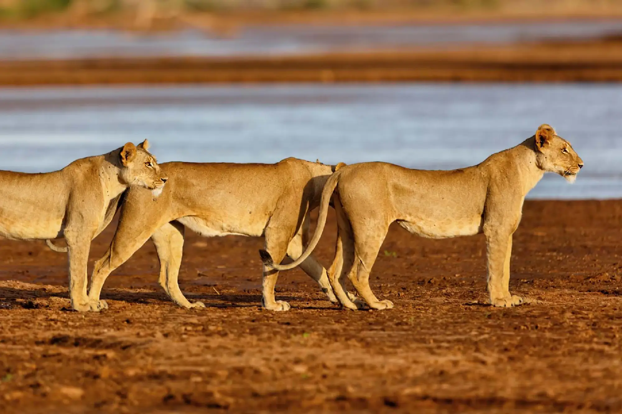 Lake Nakuru National Park Attractions