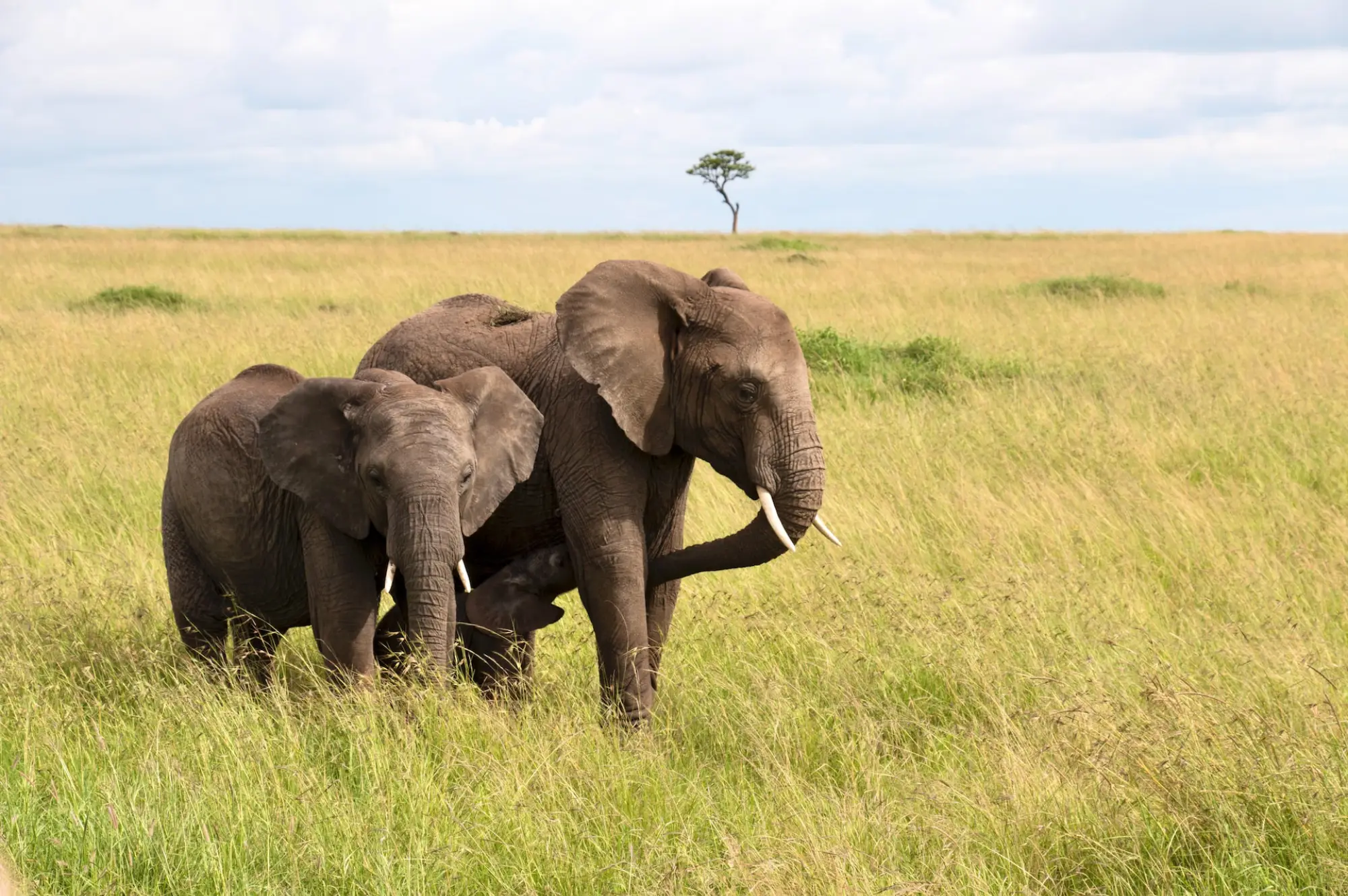 Masai Mara National Reserve Attractions