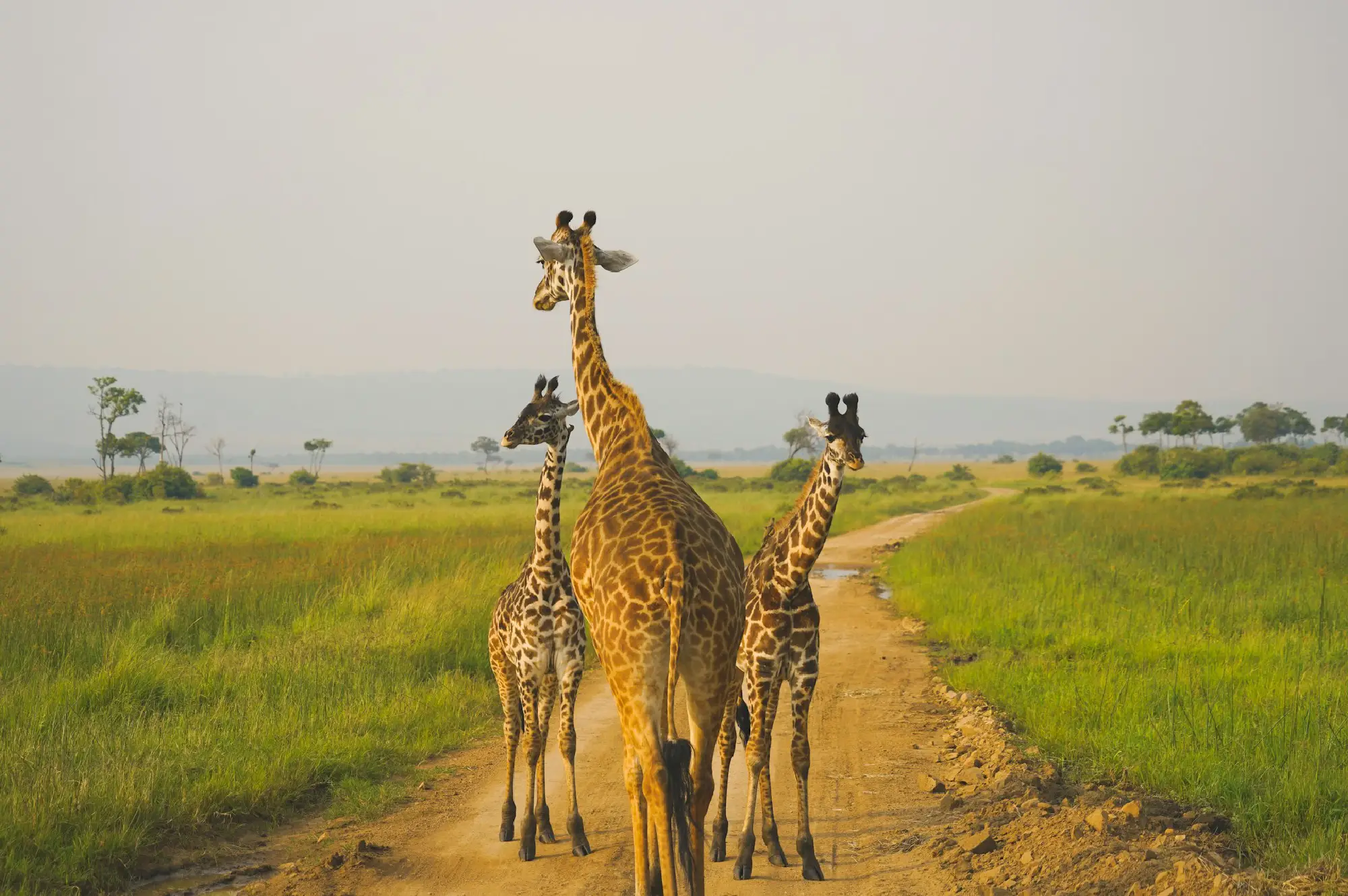 Masai Mara National Reserve Attractions