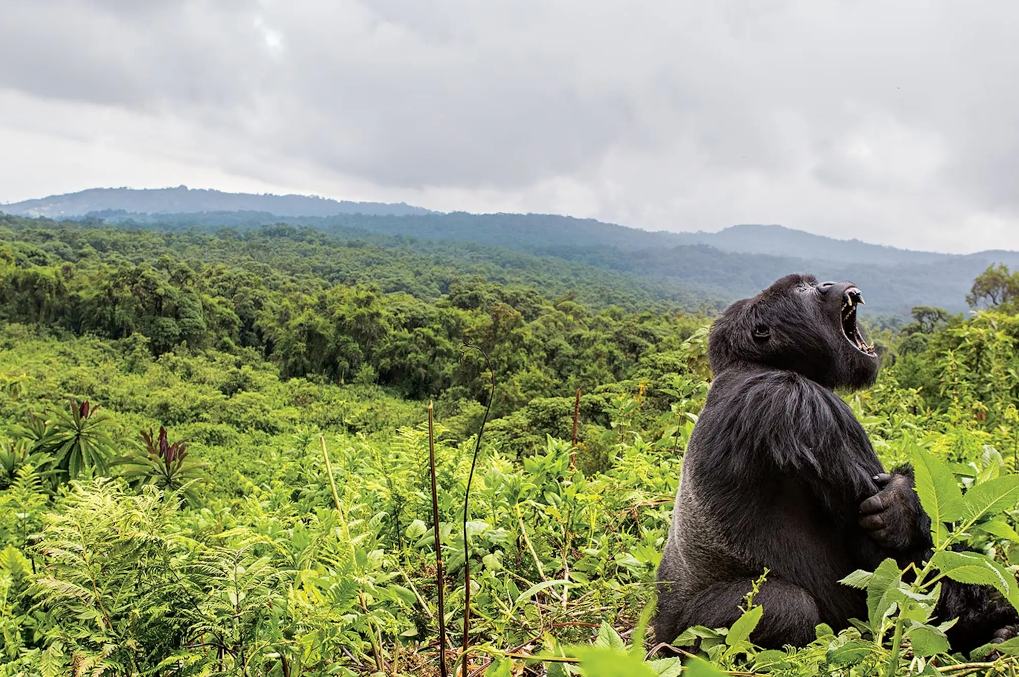 Mgahinga Gorilla National Park Attraction
