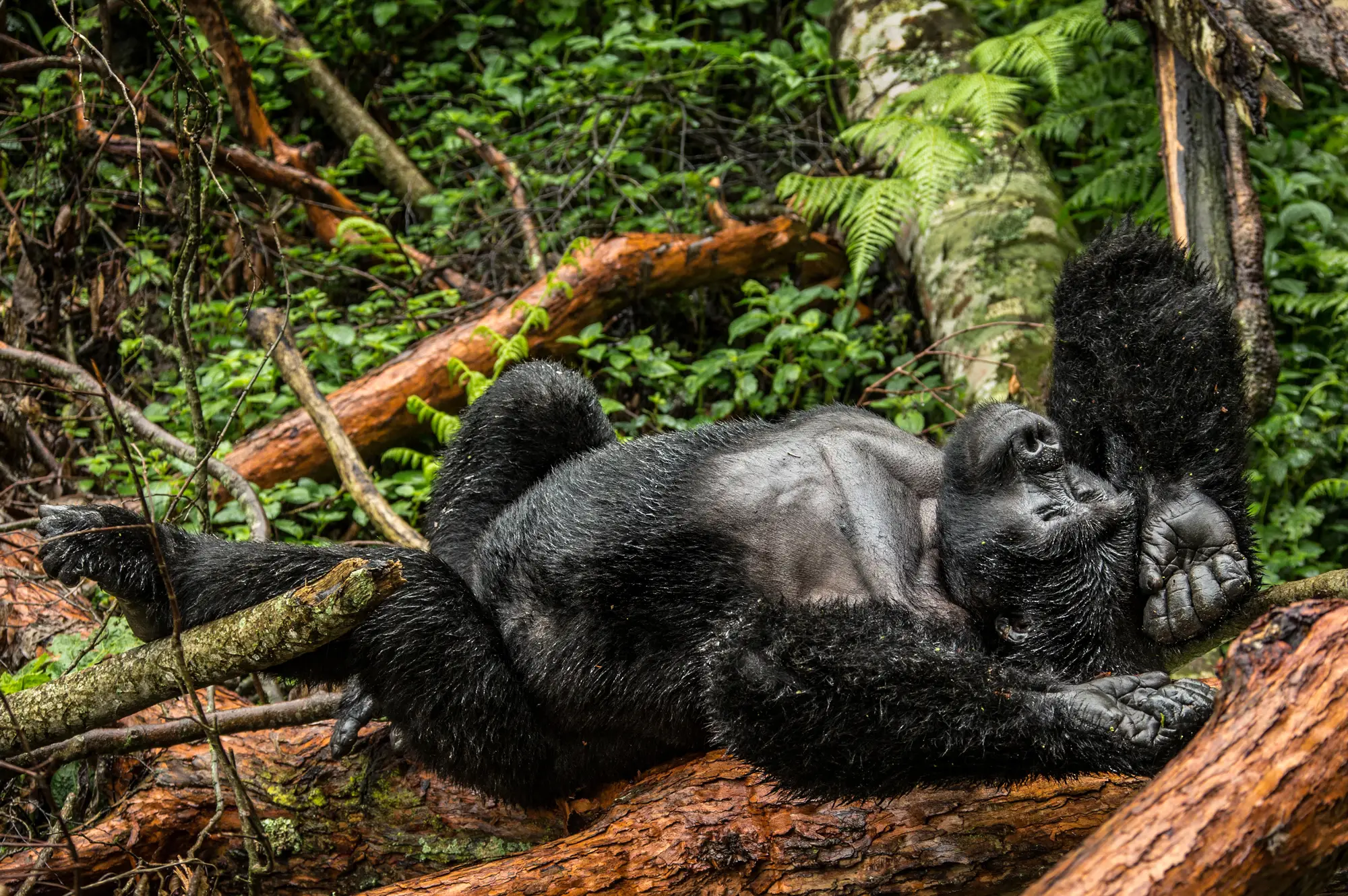 Mgahinga Gorilla National Park Attraction