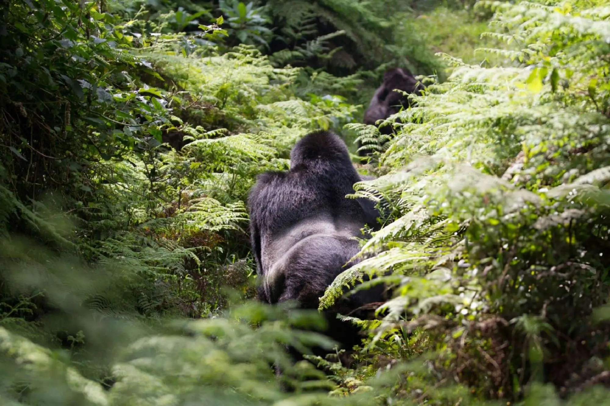 Mgahinga Gorilla National Park Attraction