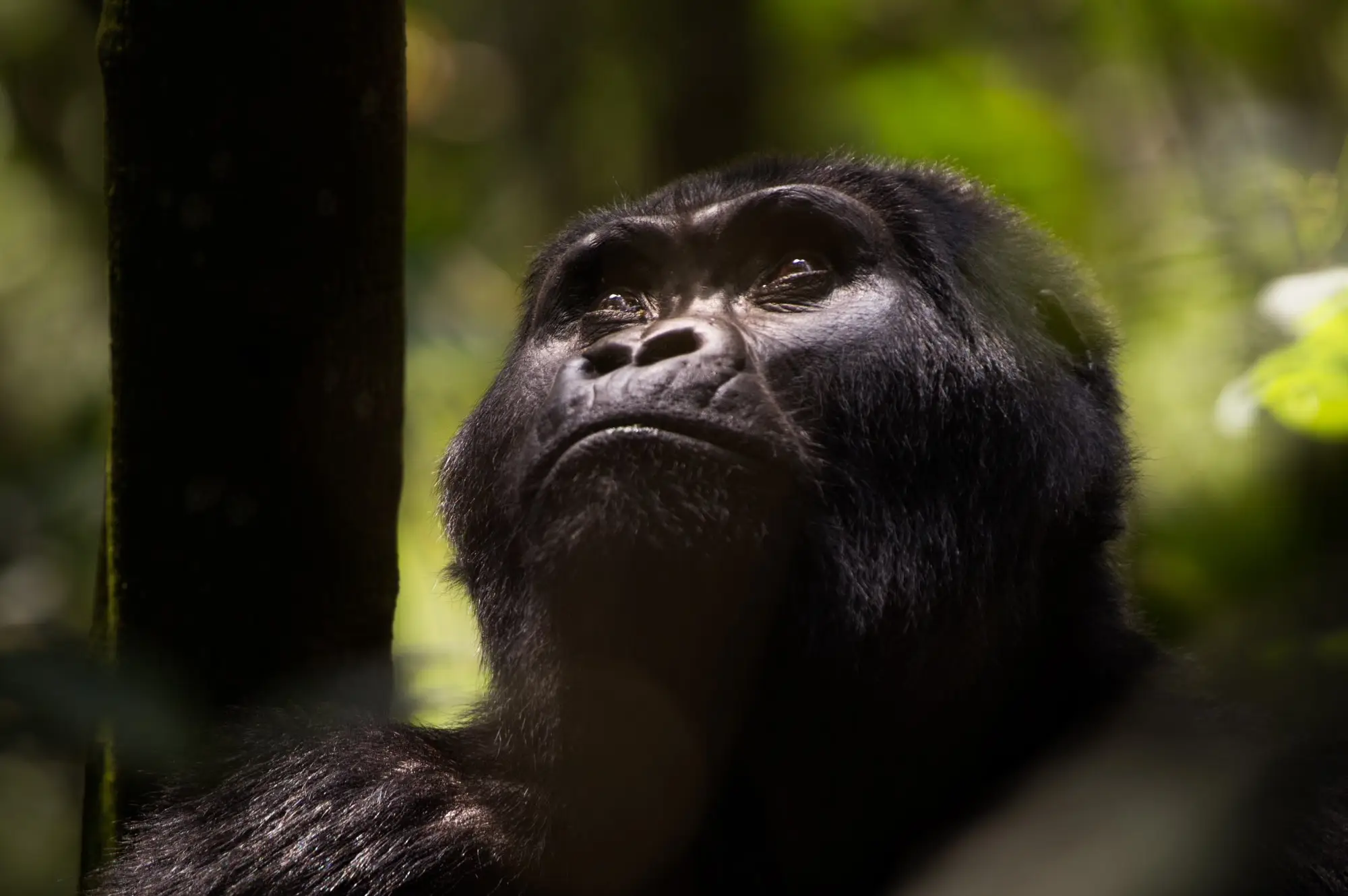 Mgahinga Gorilla National Park Attraction