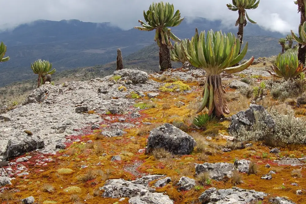 Mount Elgon Attraction
