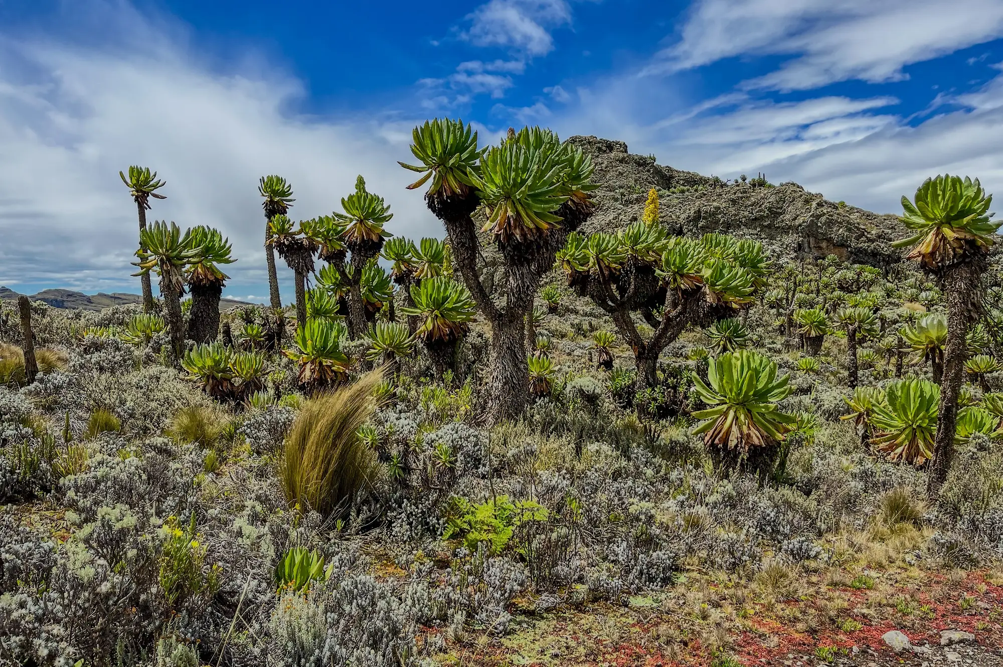 Mount Elgon Attraction
