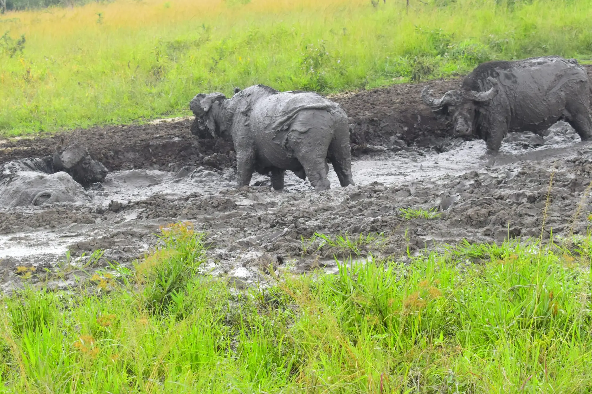 Murchison Falls National Park Attraction