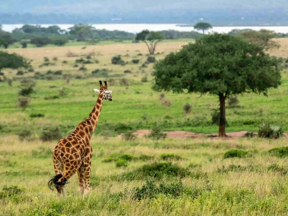 Murchison Falls National Park Attraction