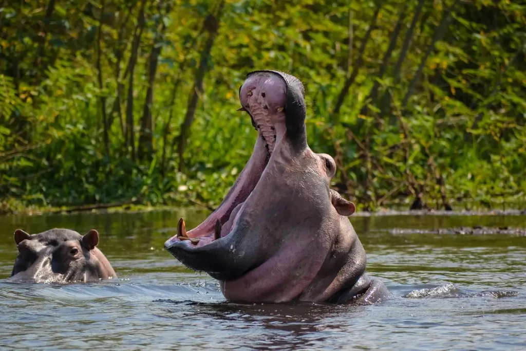 Murchison Falls National Park Attraction