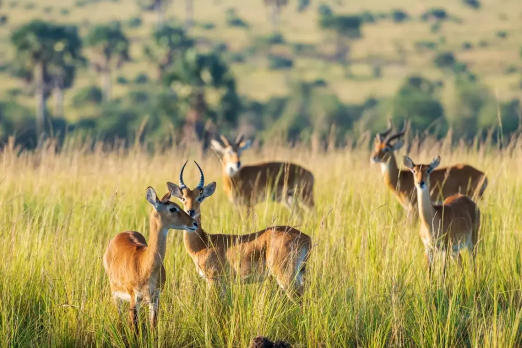 Murchison Falls National Park Attraction