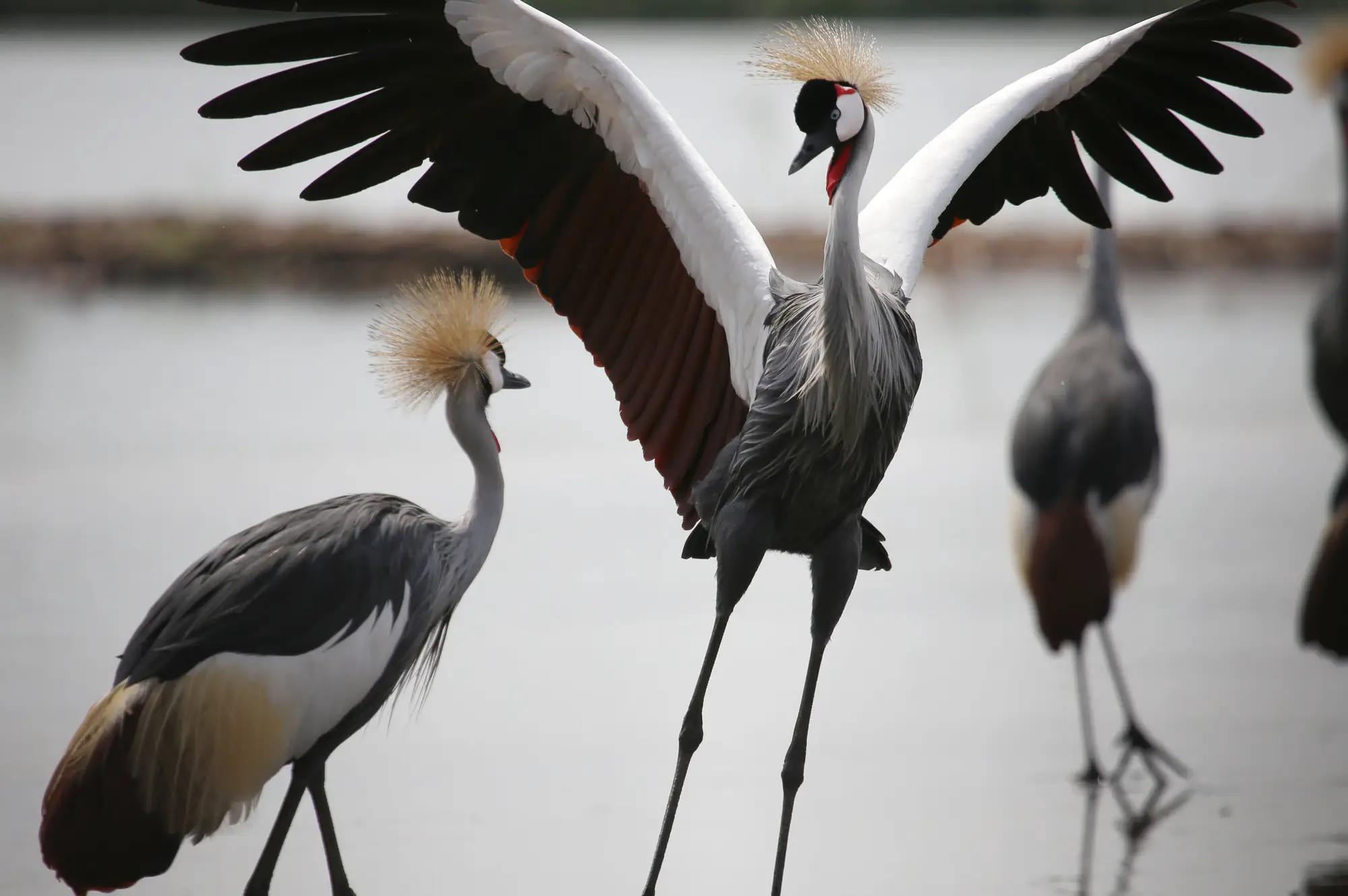 Murchison Falls National Park Attraction