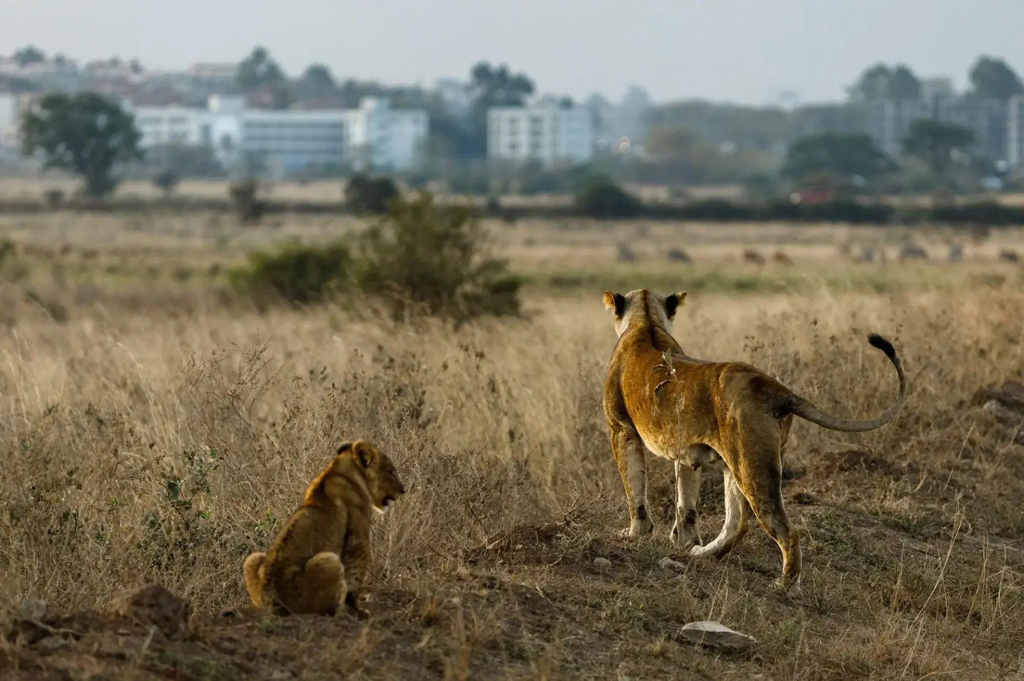 Nairobi National Park Attractions