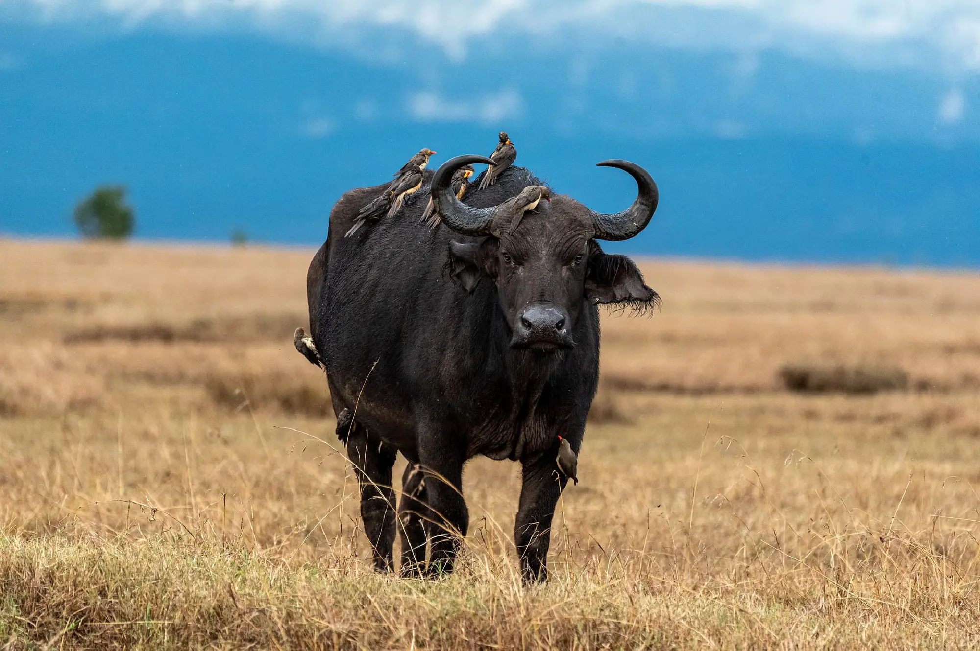 Nairobi National Park Attractions