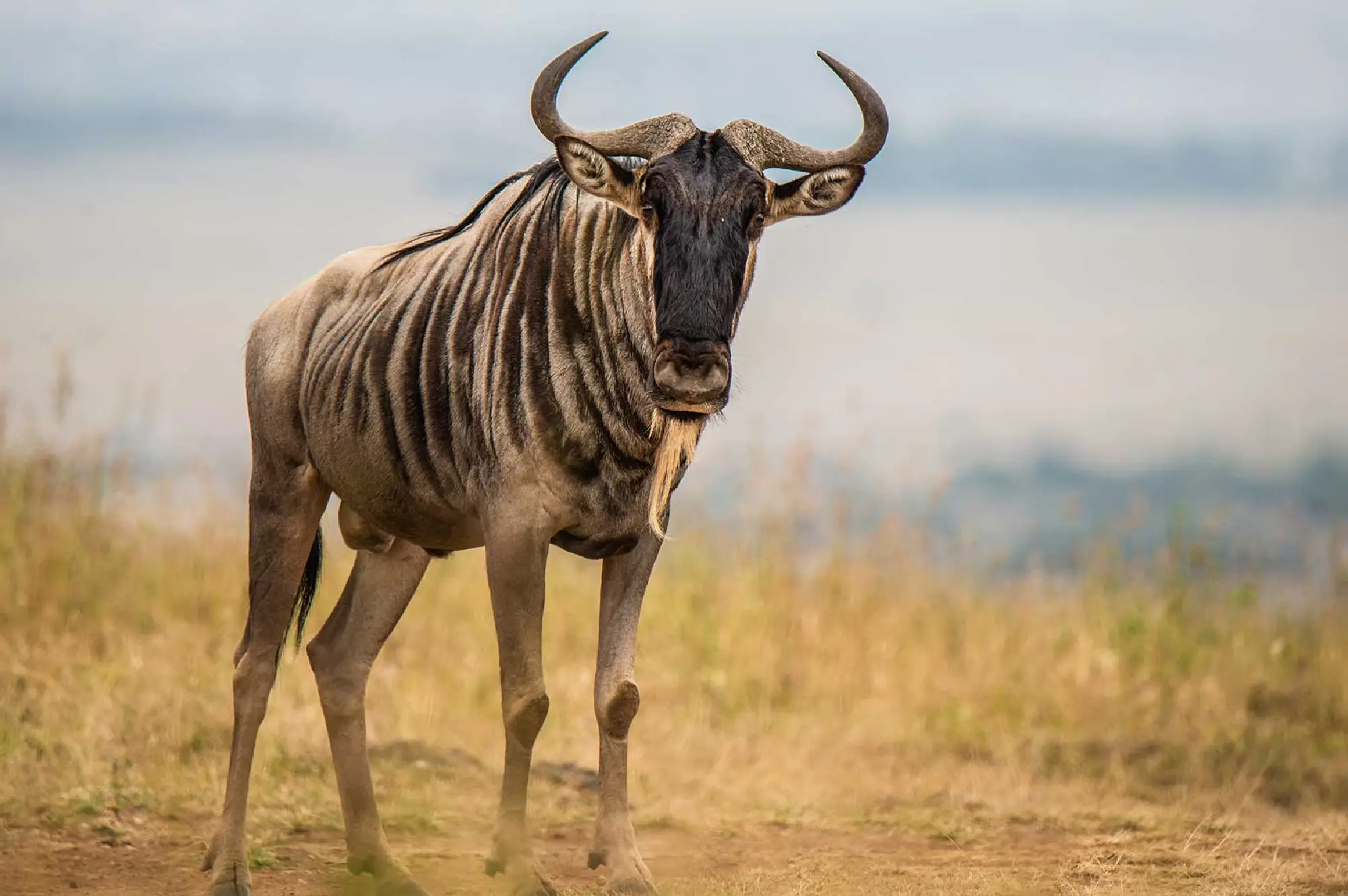 Nairobi National Park Attractions