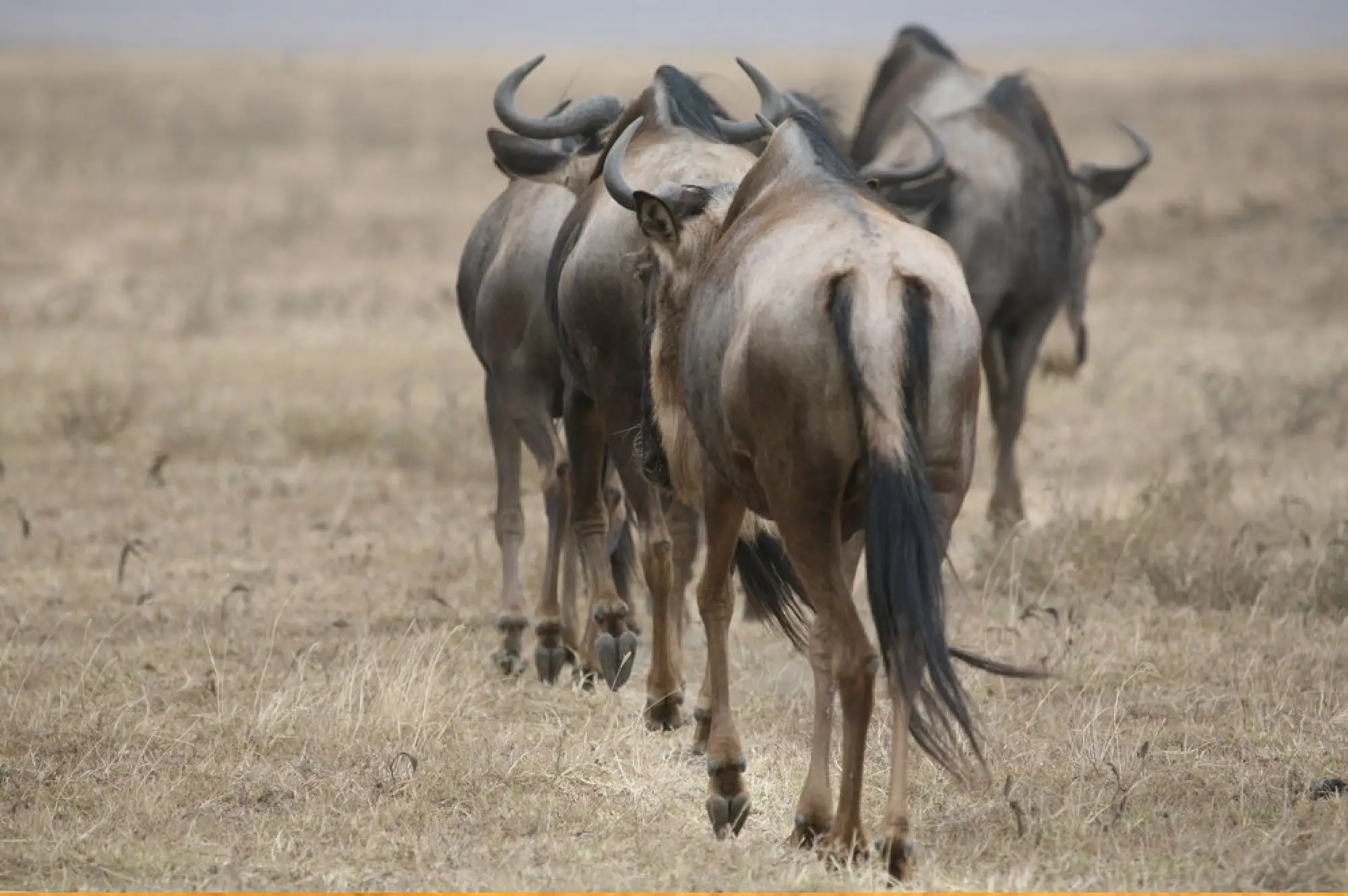 Ngorongoro Crater Attractions