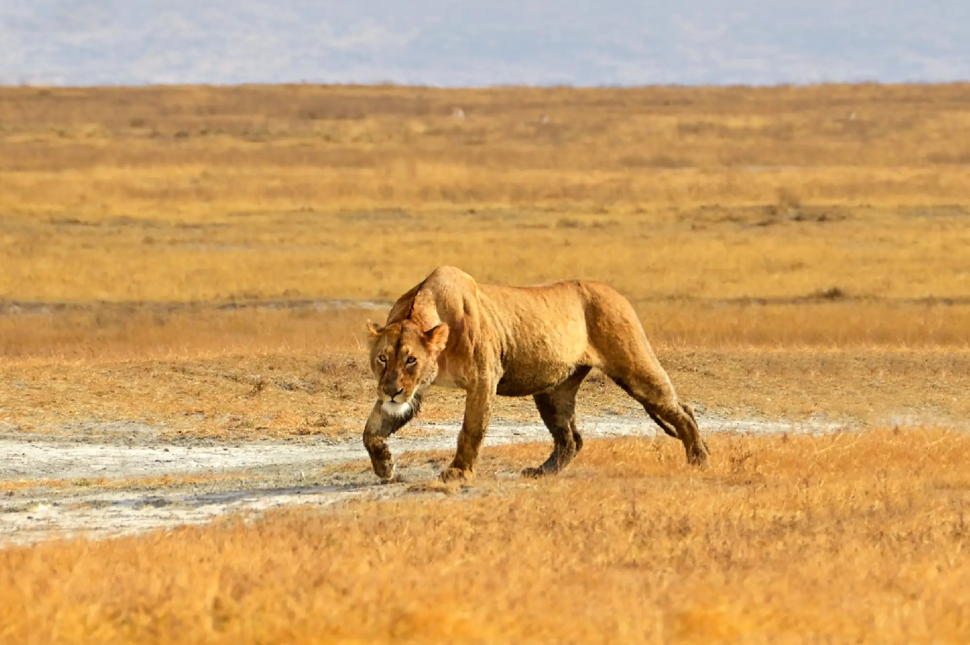 Ngorongoro Crater Attractions