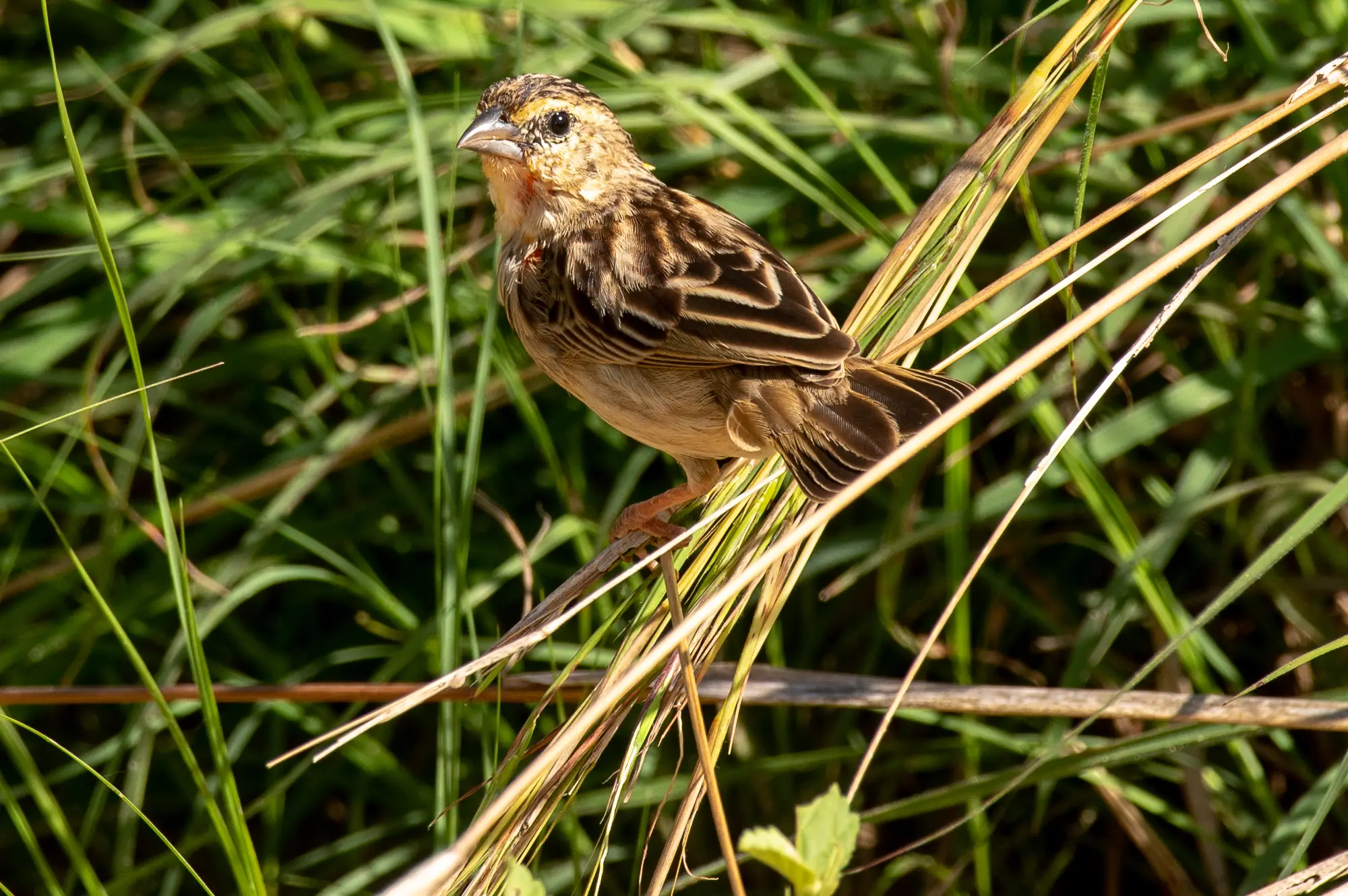 8 Days Birding Safari: Exploring the Rich Avian Diversity Attraction