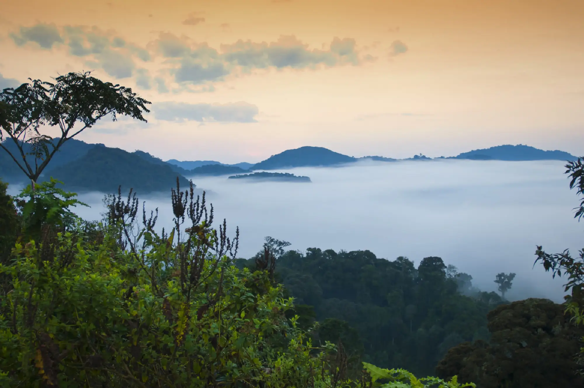 Nyungwe Forest National Park Attractions
