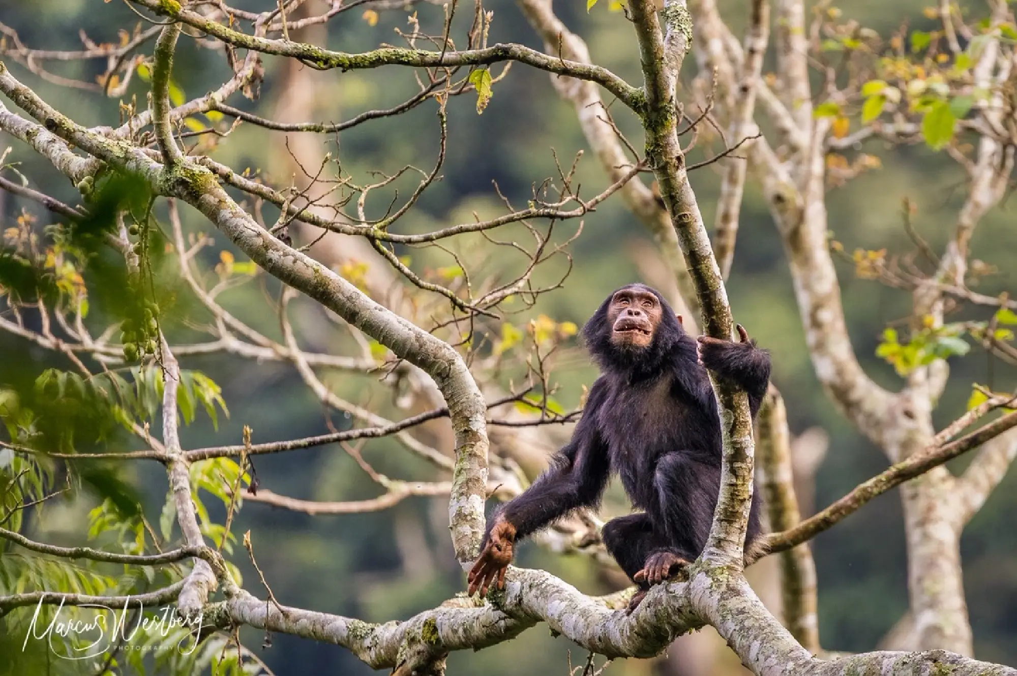 Nyungwe Forest National Park Attractions