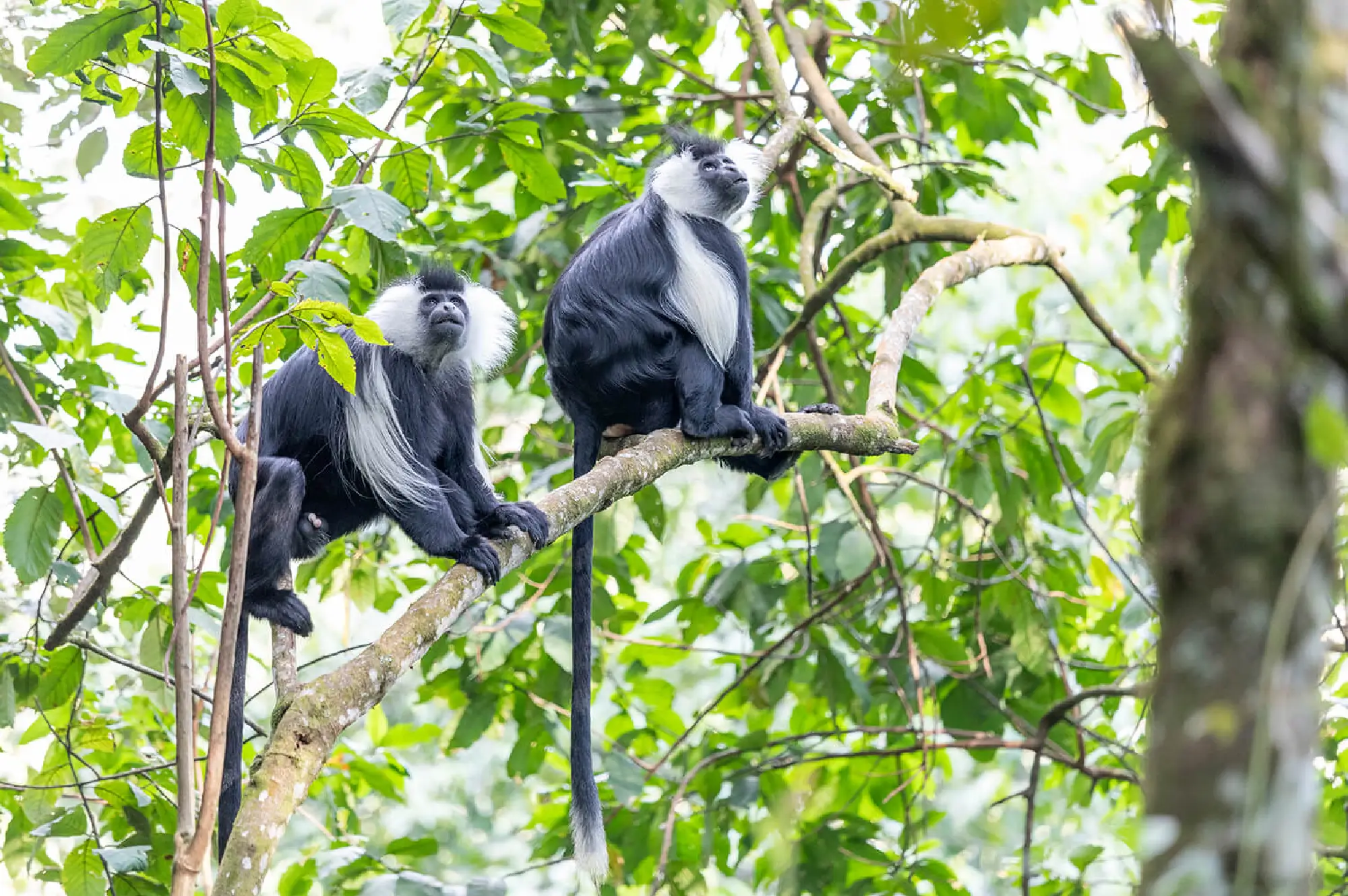 Nyungwe Forest National Park Attractions