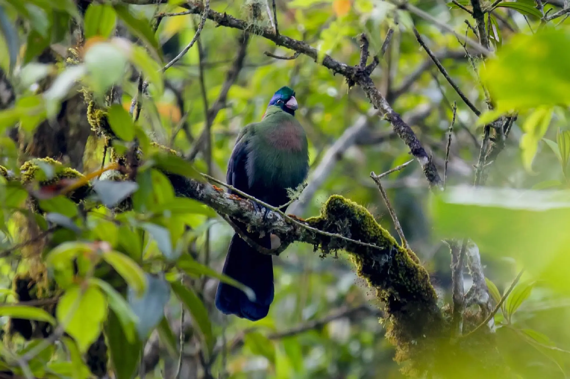 Nyungwe Forest National Park Attractions