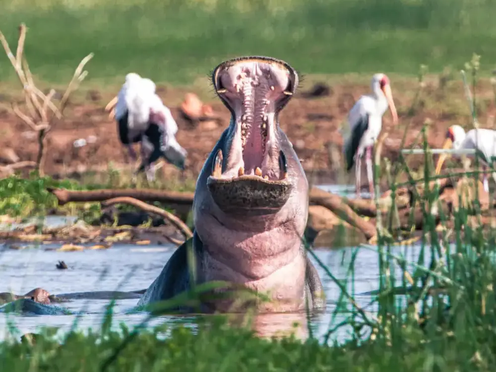 Queen Elizabeth National Park Attraction