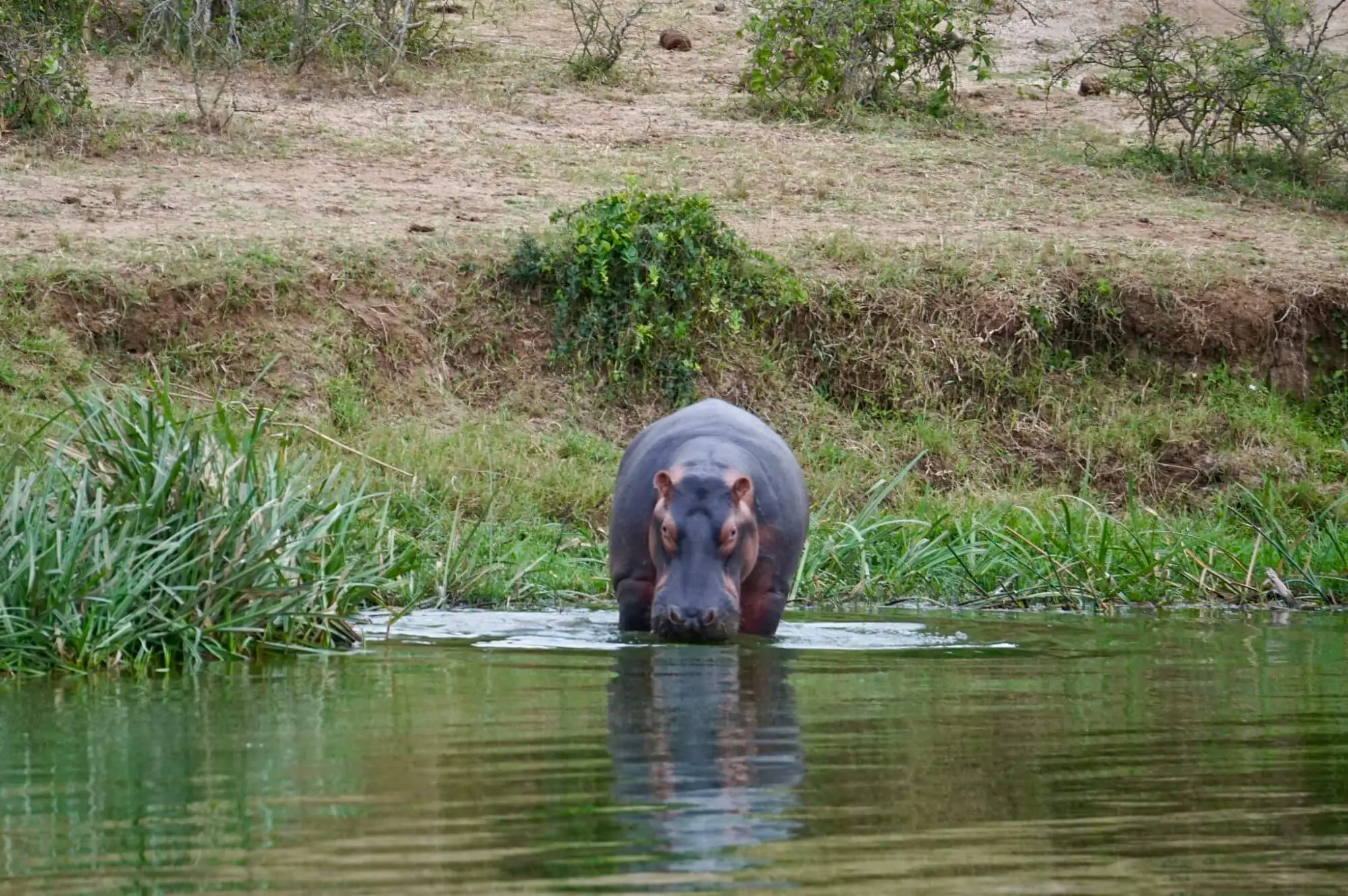 Queen Elizabeth National Park Attraction