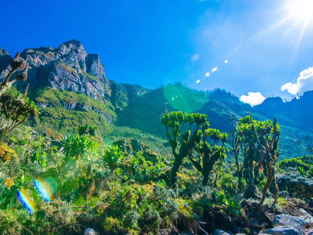 Rwenzori Mountain Attraction