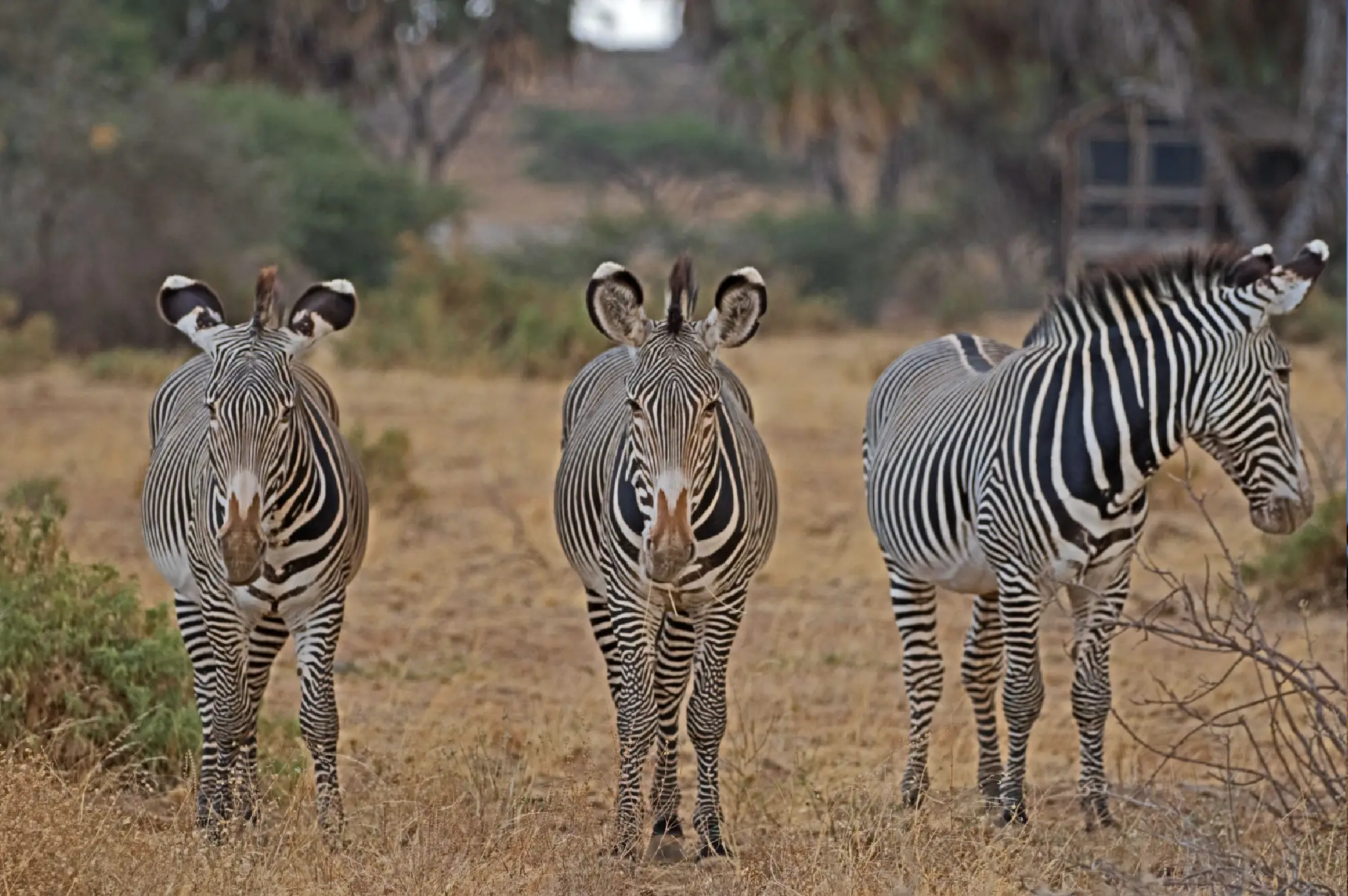 Samburu Game Reserve Attractions