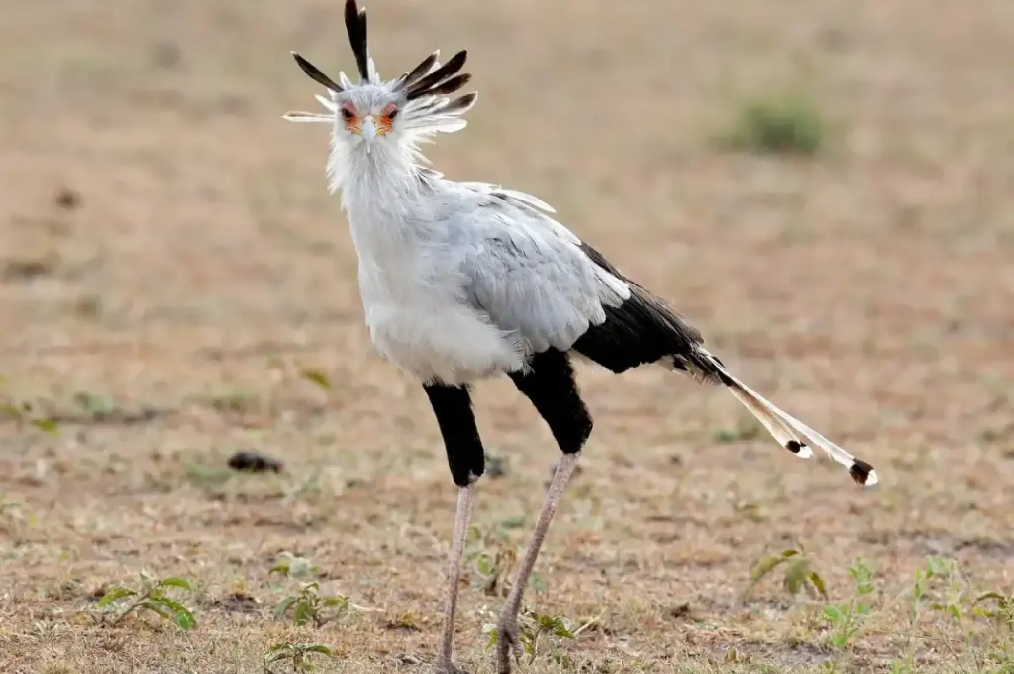 Serengeti National Park Attractions