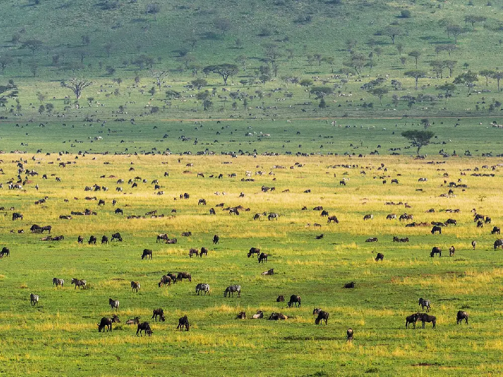 Serengeti National Park Attractions