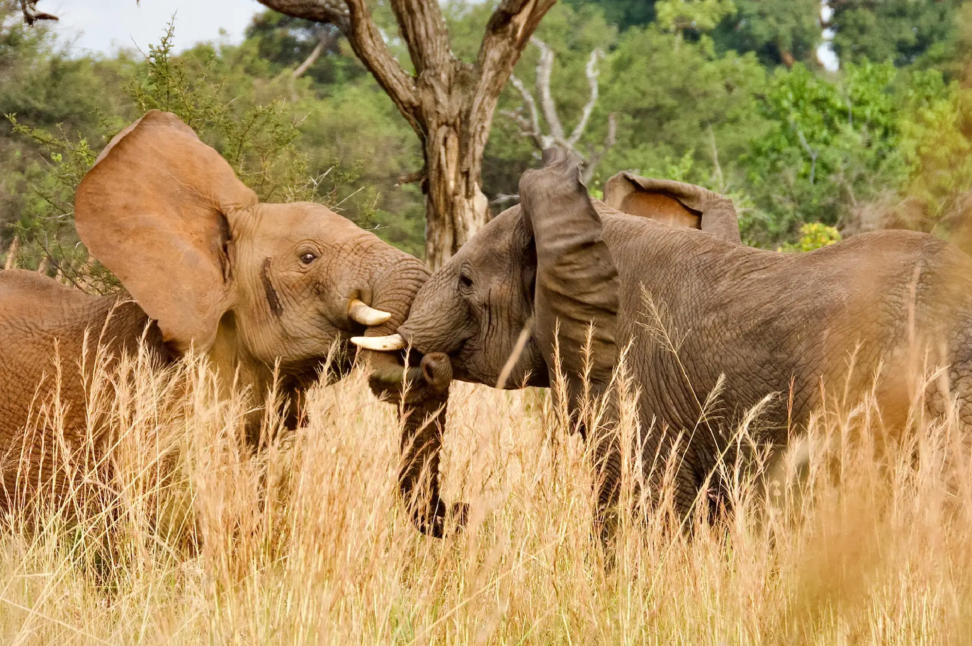 Serengeti National Park Attractions