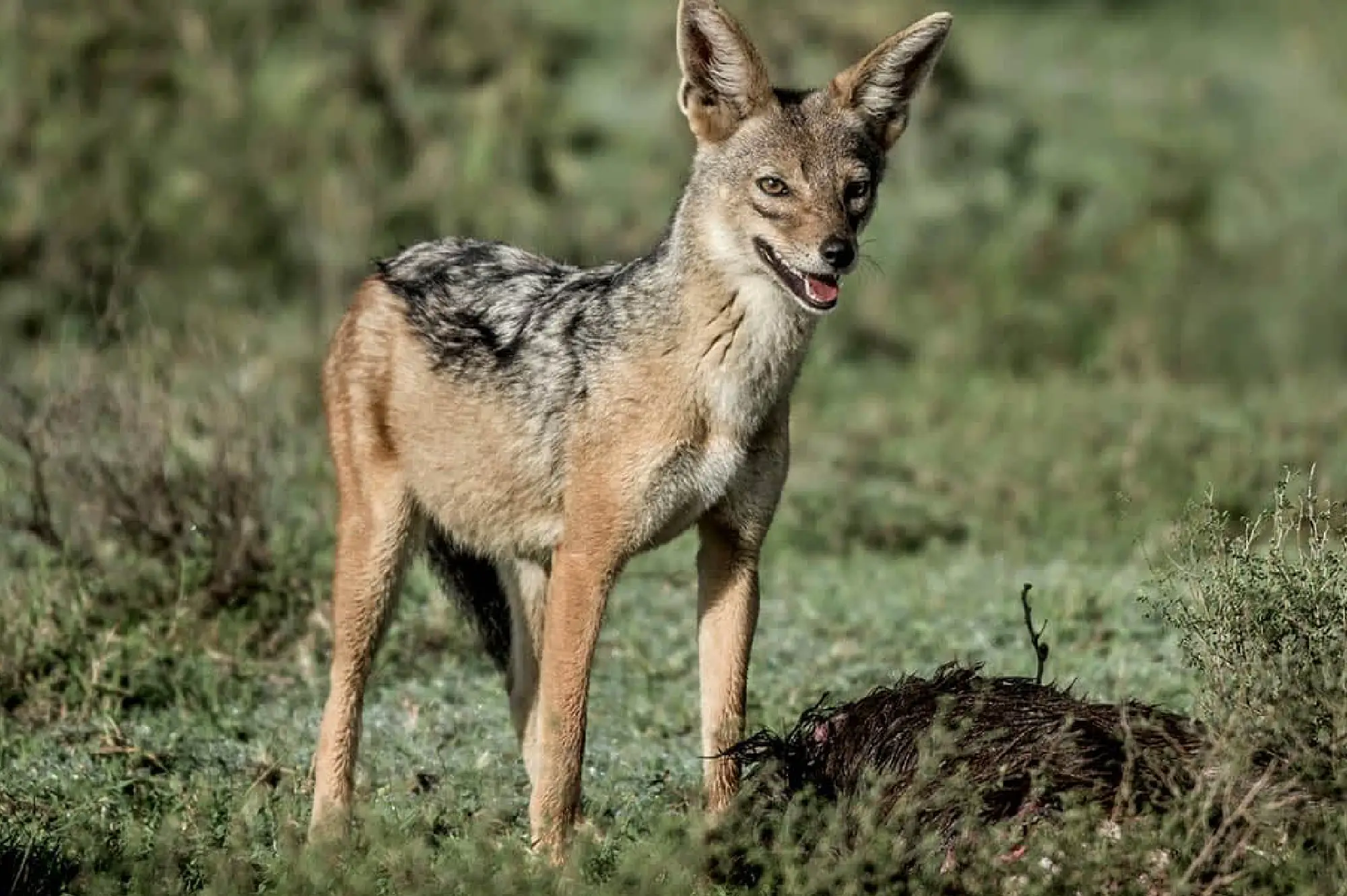 Serengeti National Park Attractions