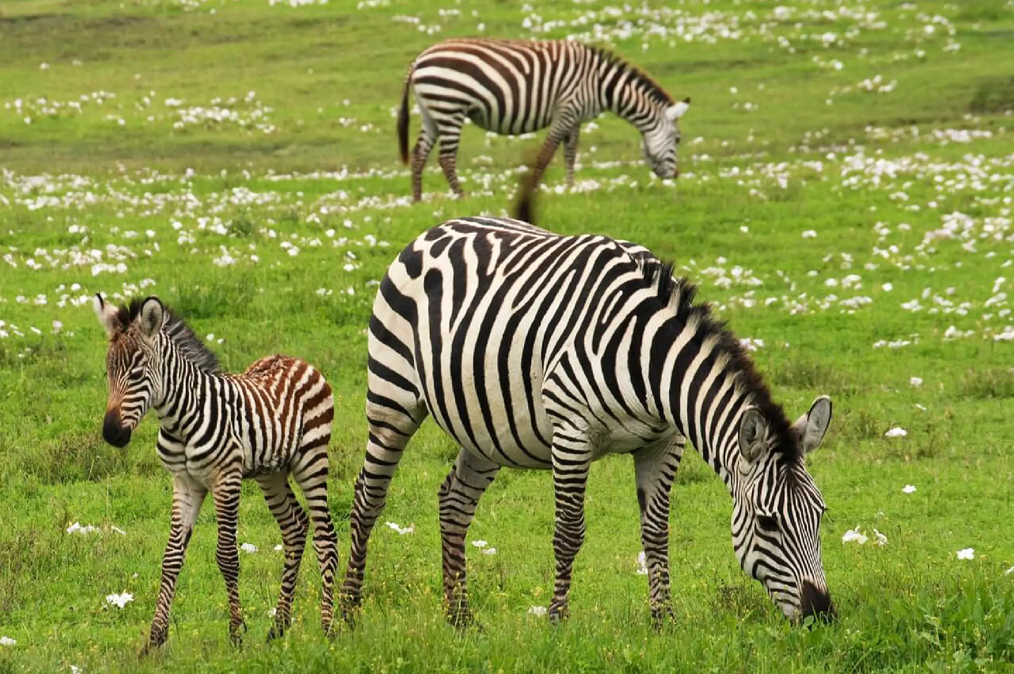 Serengeti National Park Attractions