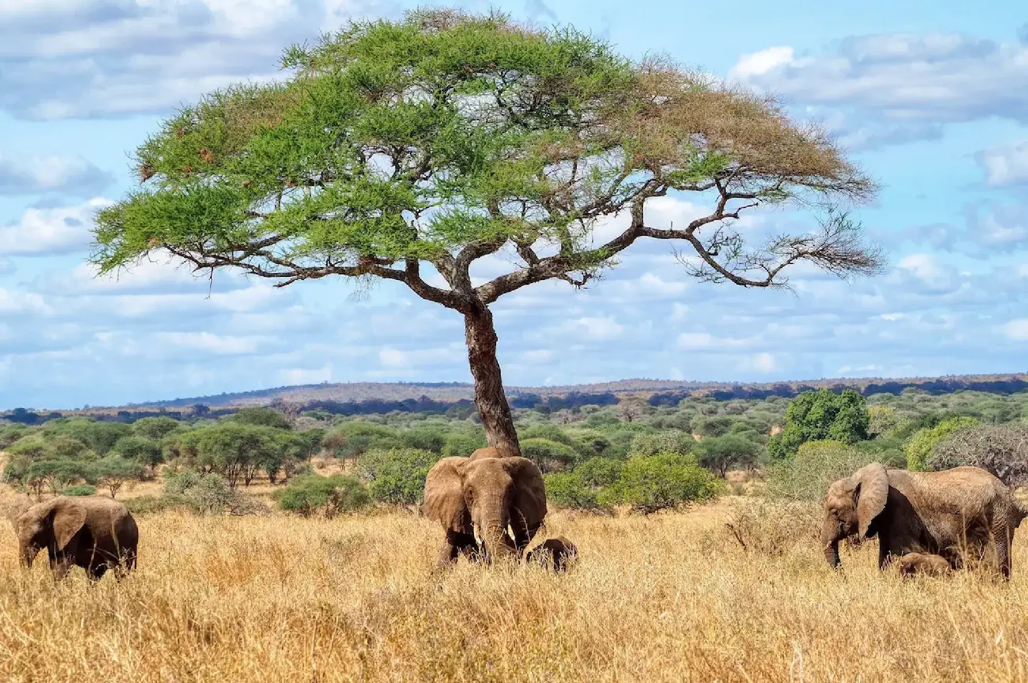 Tarangire National Park Attractions