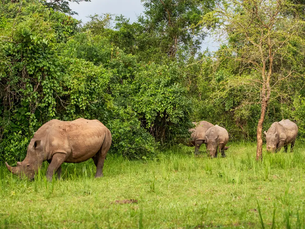 Ziwa Rhino Sanctuary Attraction