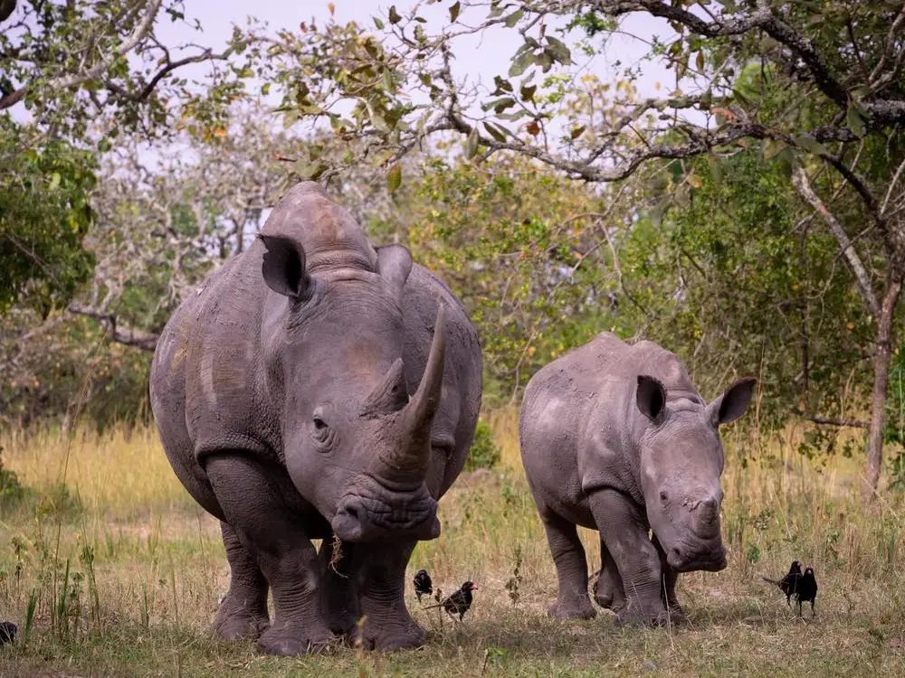 Ziwa Rhino Sanctuary Attraction