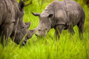 Ziwa Rhino Sanctuary: Rhino Tracking, Fees & Day Trip Guide