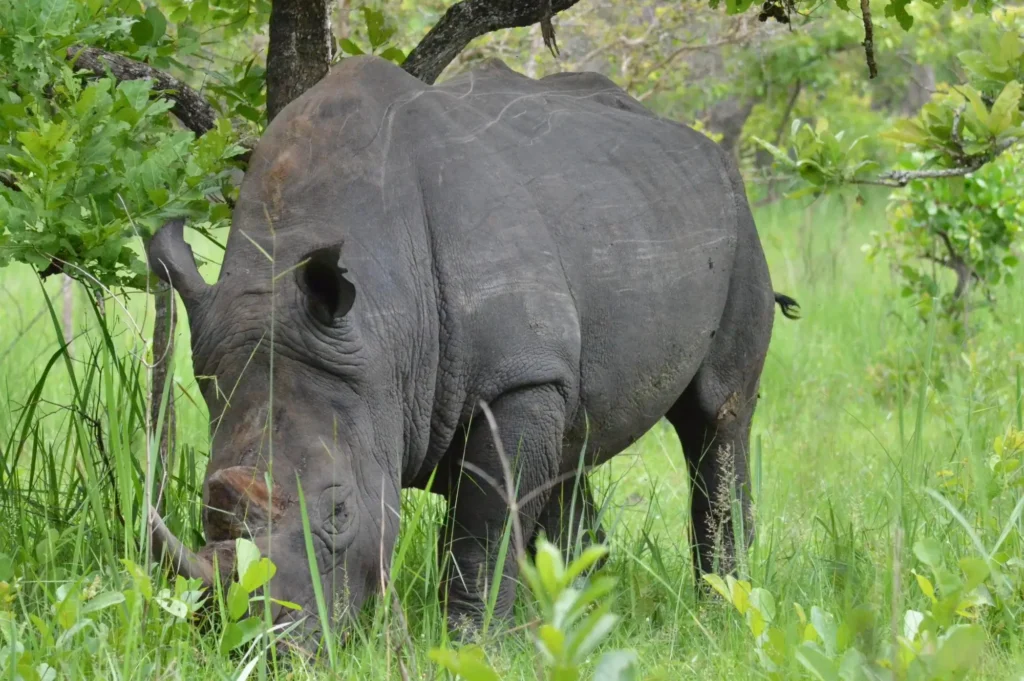 ziwa rhino sanctuary 7