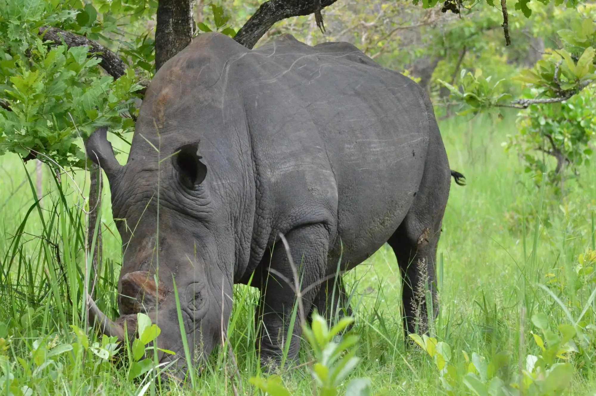 Ziwa Rhino Sanctuary Attraction