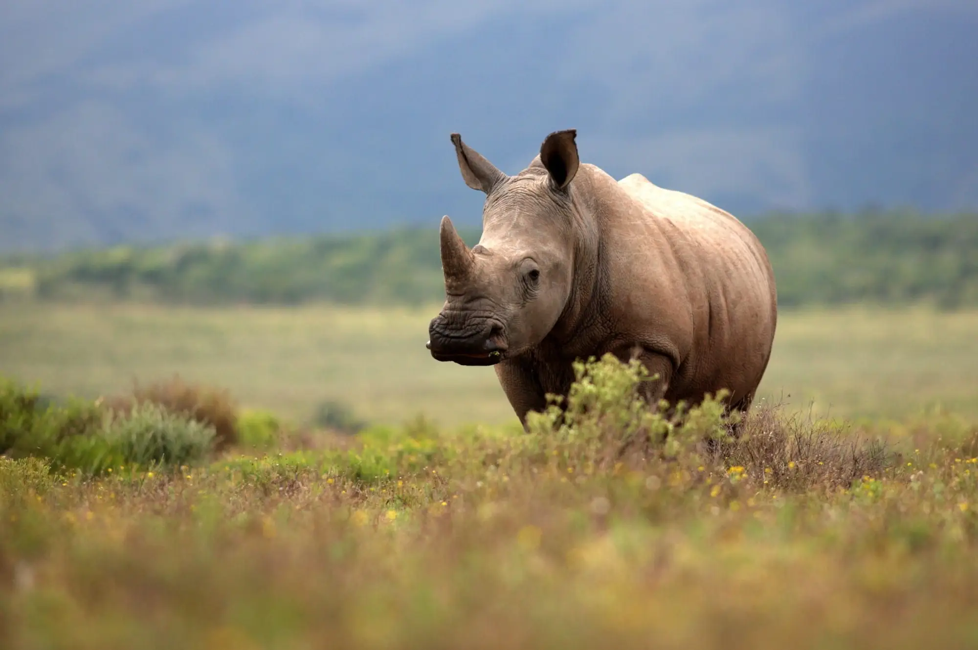 Ziwa Rhino Sanctuary Attraction