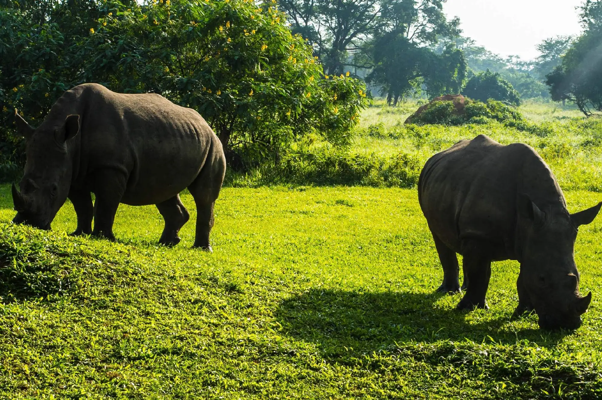 Ziwa Rhino Sanctuary Attraction