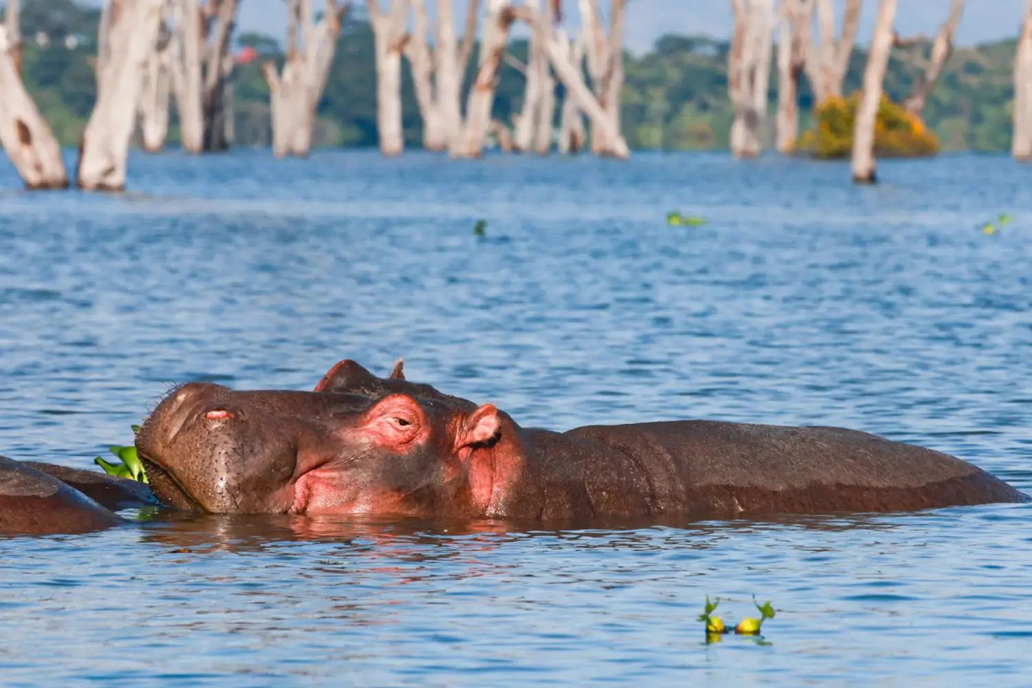 Luxury Holidays Kenya Safari