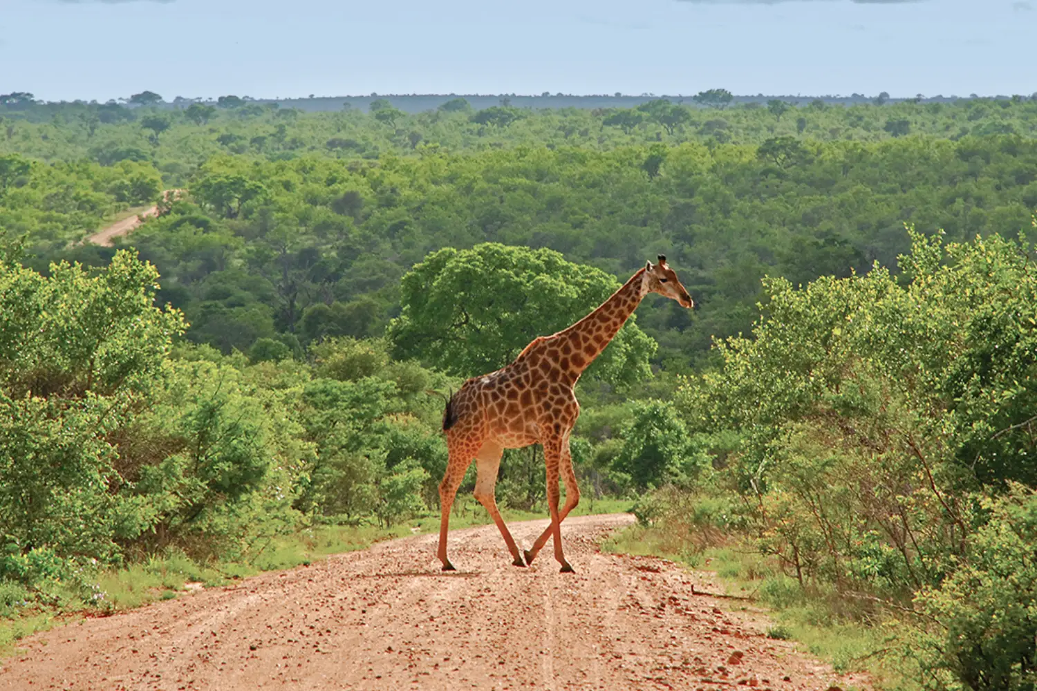 Luxury Holidays Kenya Safari