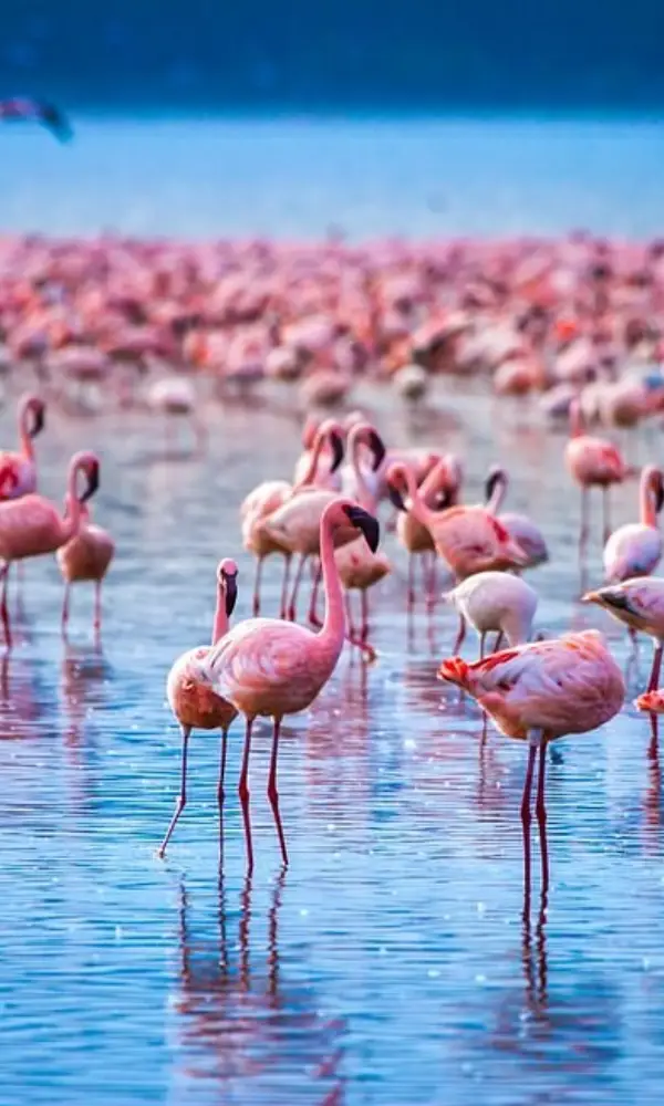 Luxury Holidays Kenya Safari