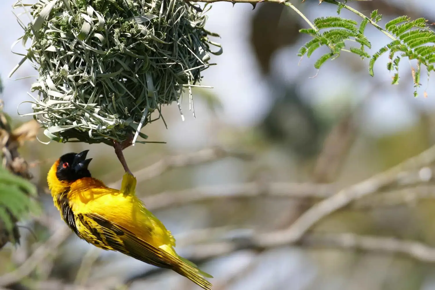Birding Tour in Kenya