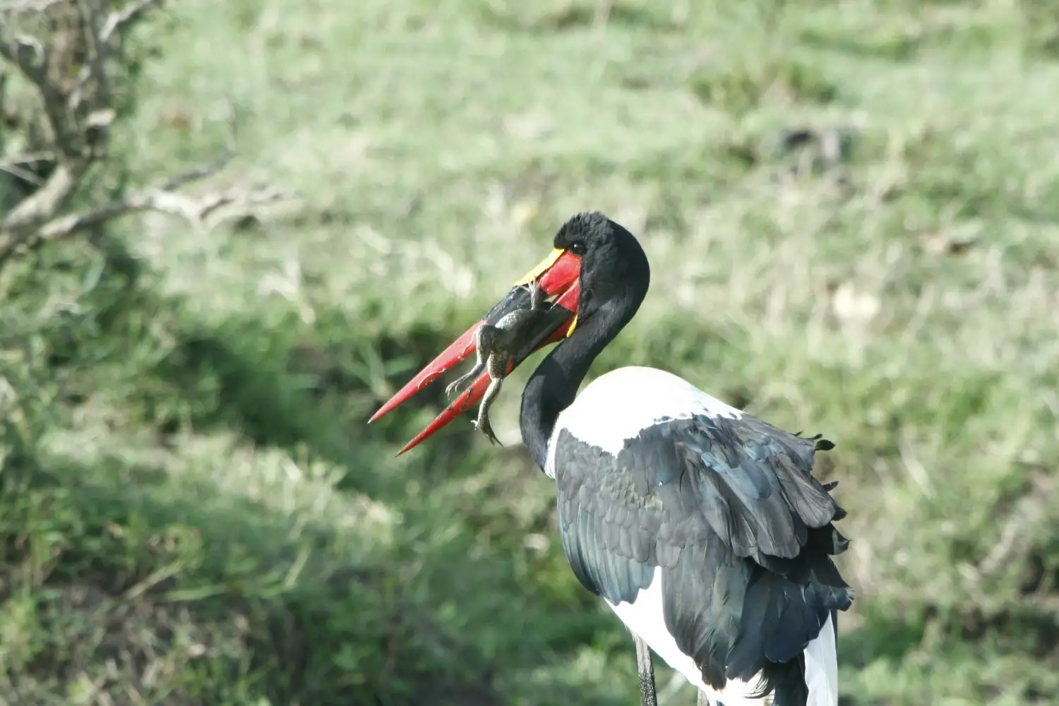 Birding Tour in Kenya