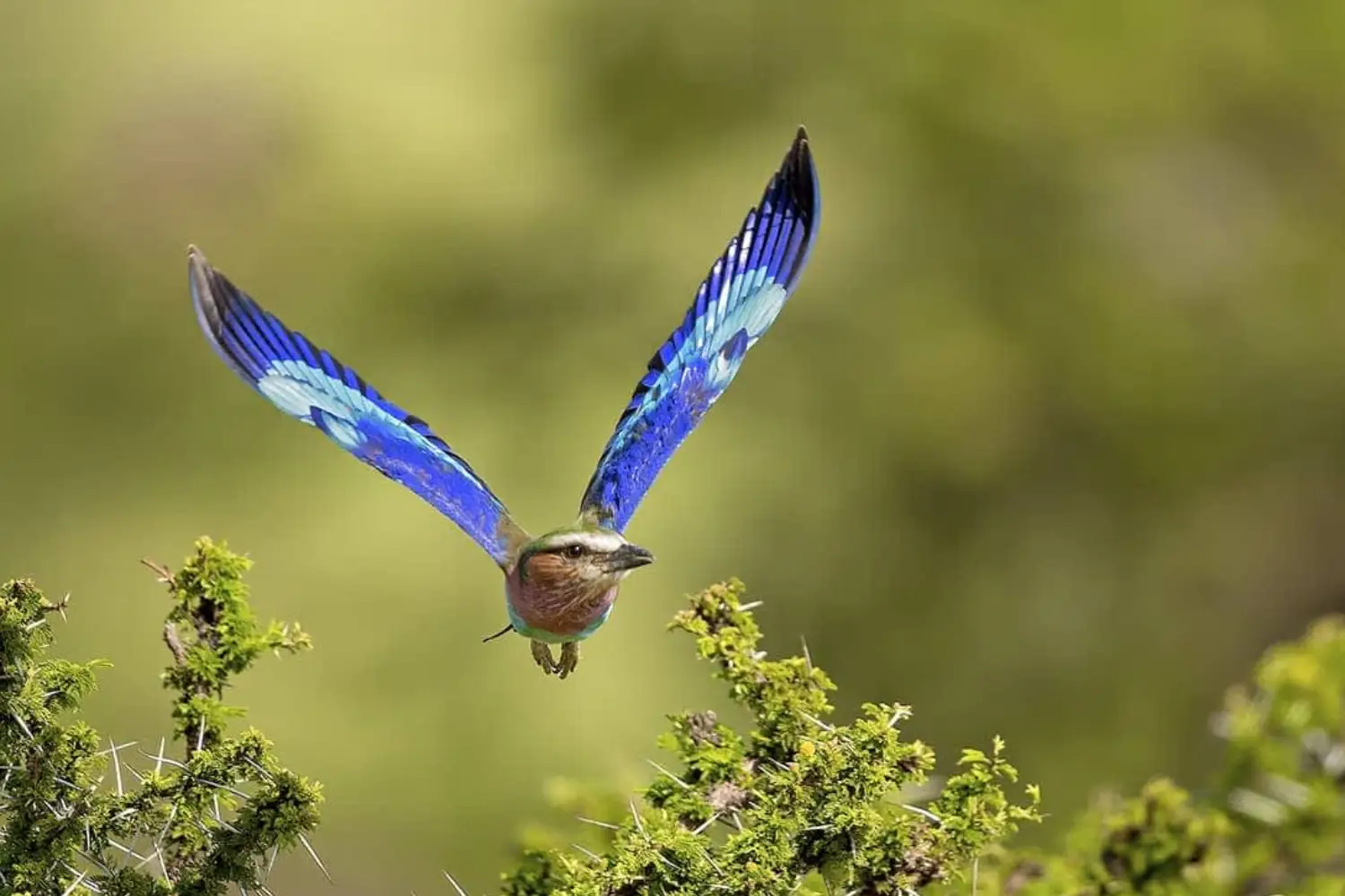 Birding Tour in Kenya