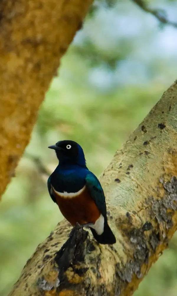 Birding Tour in Kenya